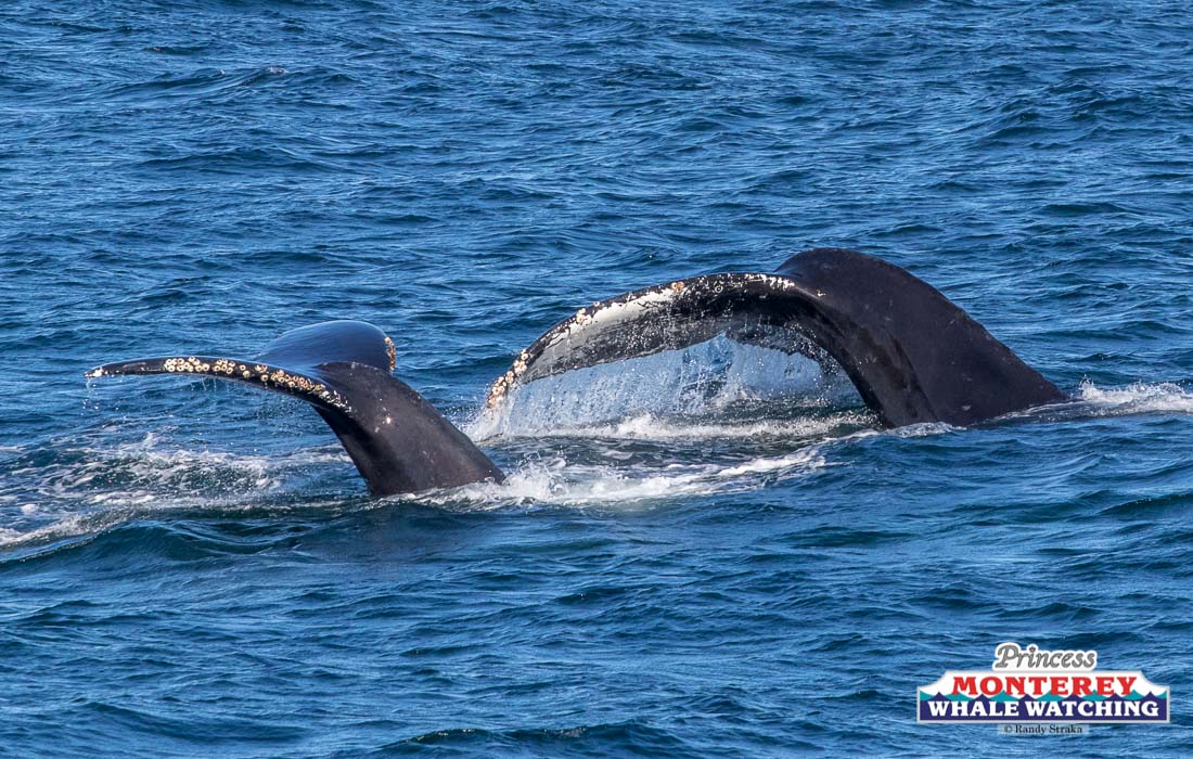 a whale jumping out of the water