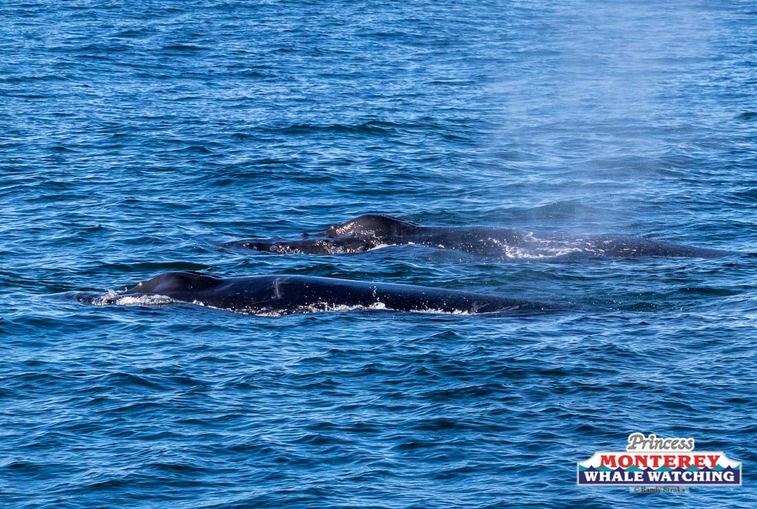 a whale swimming under water