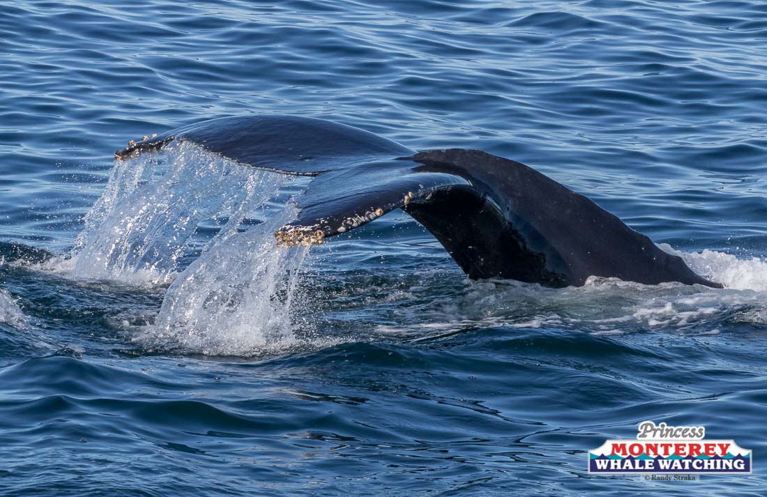 a whale jumping out of the water