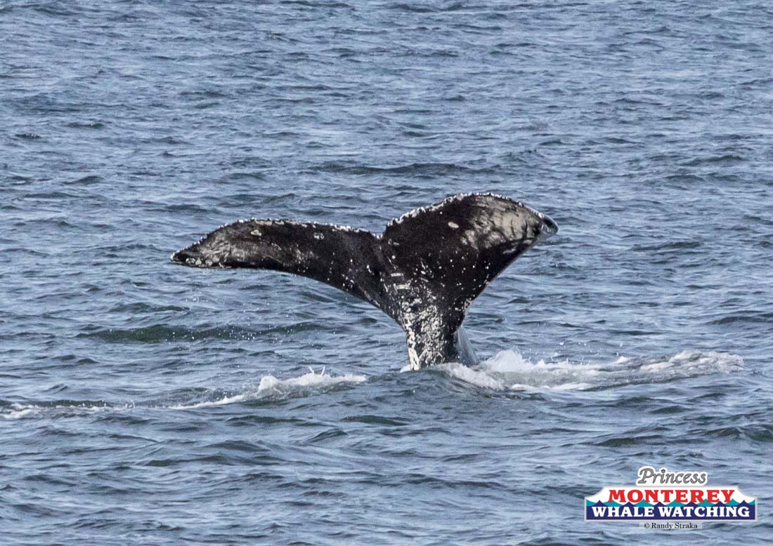 an animal in a body of water