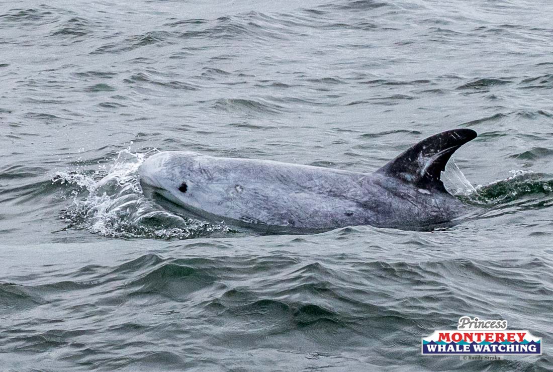 a dog swimming in a body of water