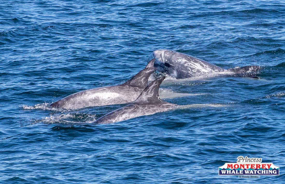 a whale swimming under water