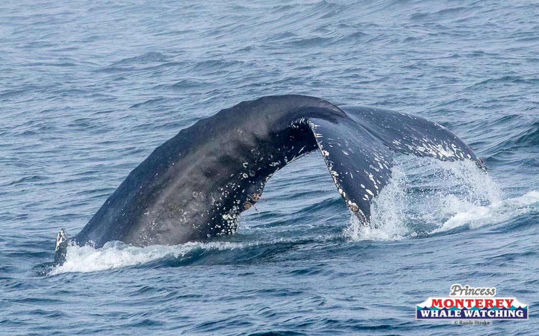 a whale jumping out of the water