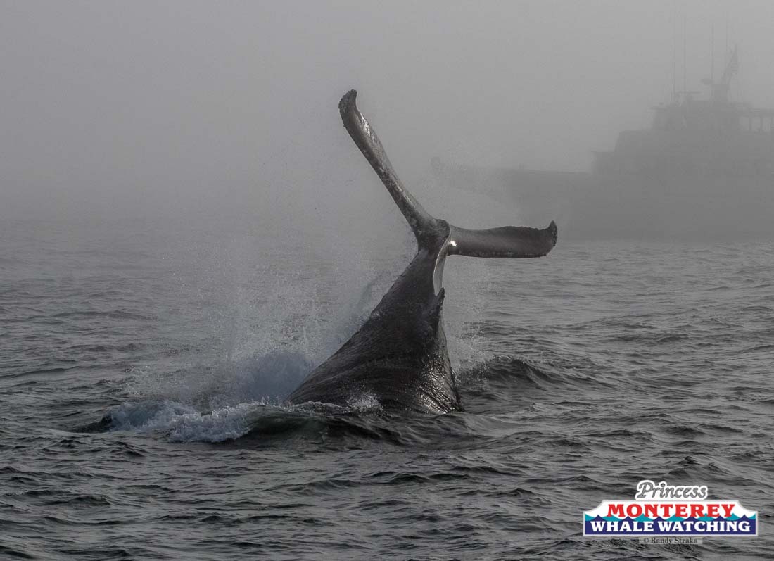 a whale jumping out of the water