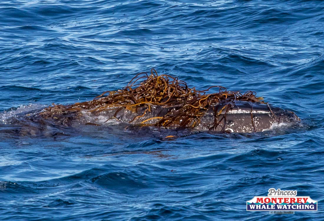 a bird swimming in water