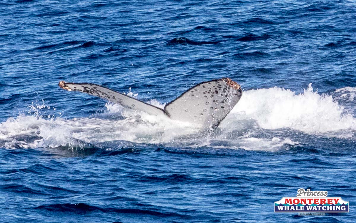 an animal swimming in the water