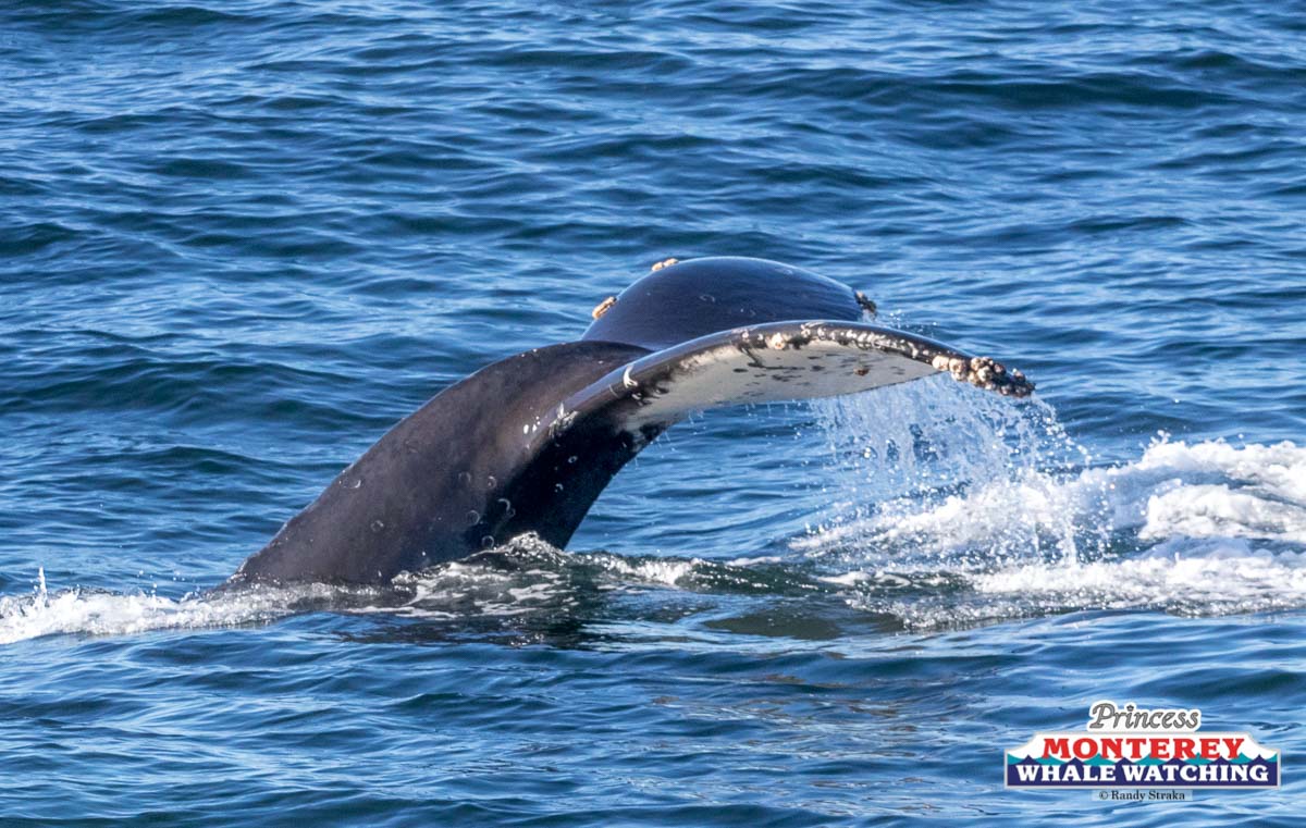 a whale jumping out of the water