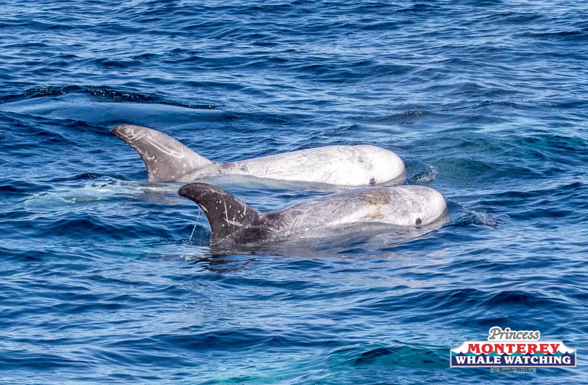 a whale swimming under water