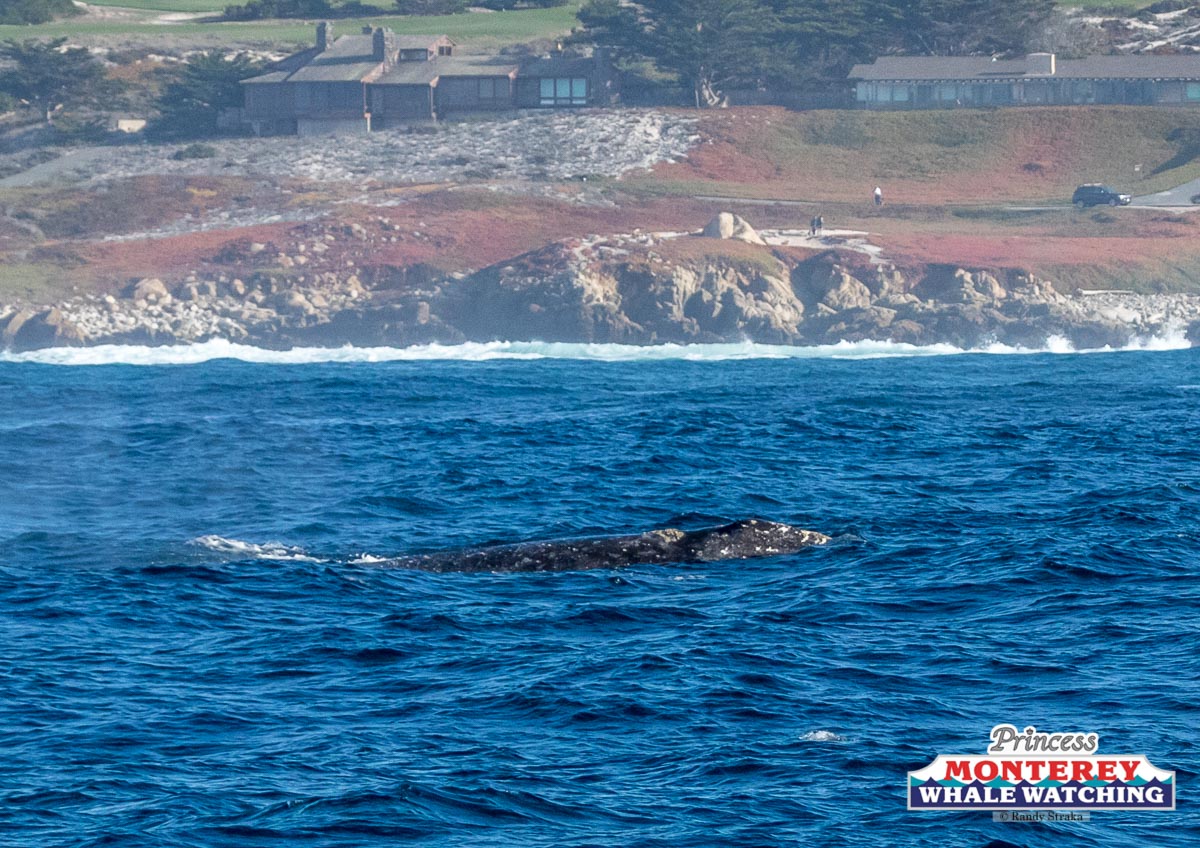 a large body of water with a mountain in the background