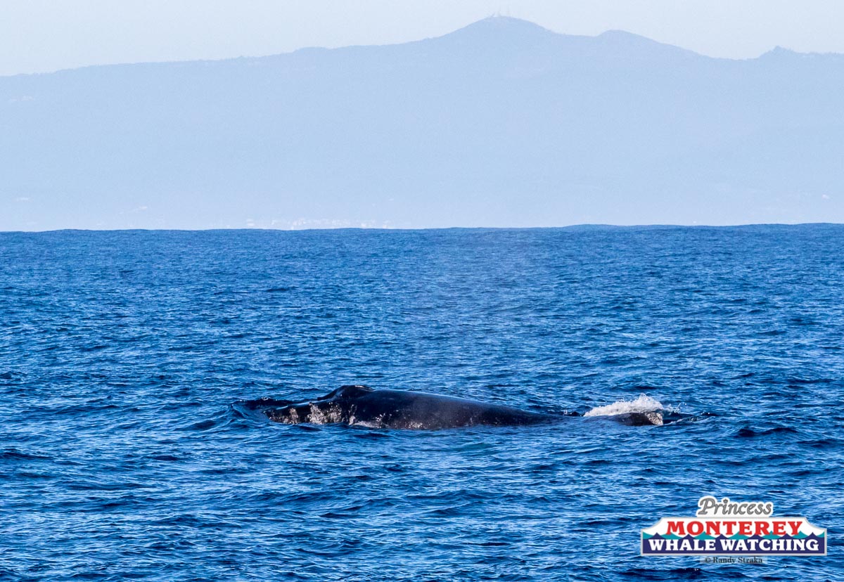 a whale swimming in a body of water