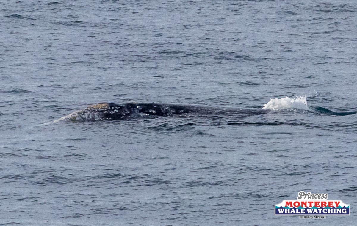 a whale jumping out of the water