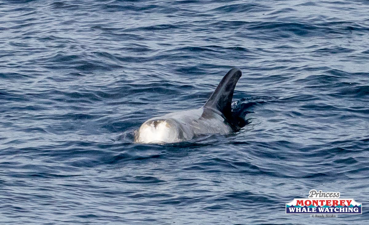 an animal swimming in the water