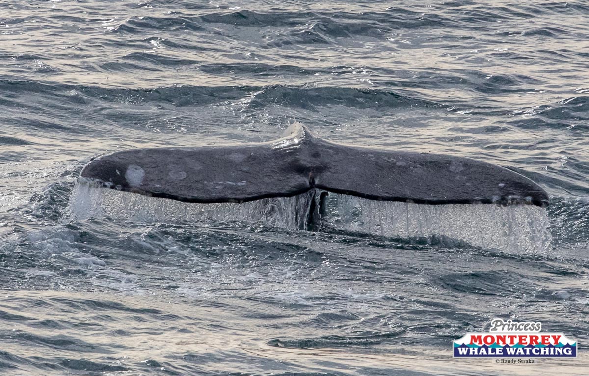 a whale jumping out of the water