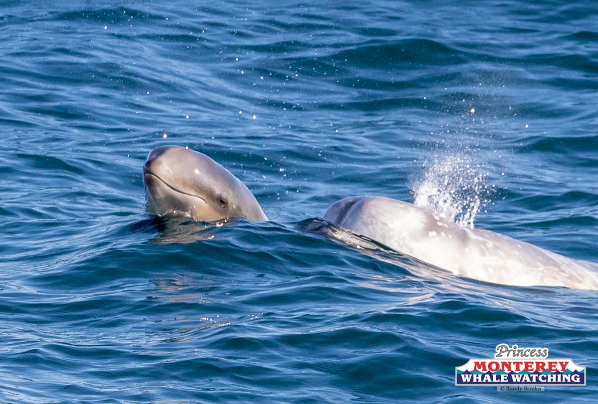 an animal swimming in the water