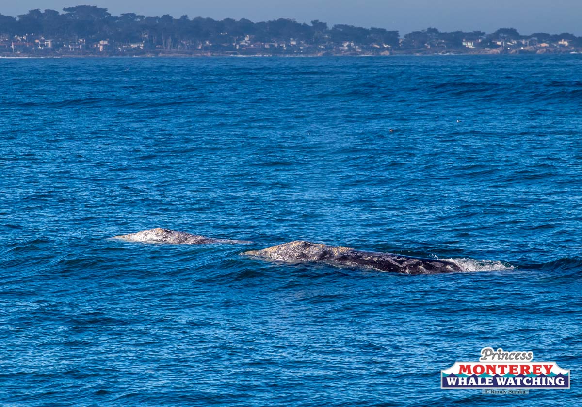 a large body of water