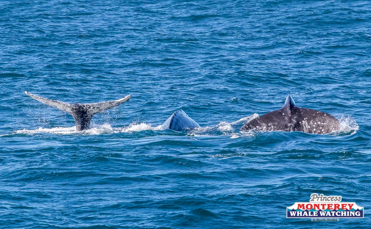 a whale jumping out of the water