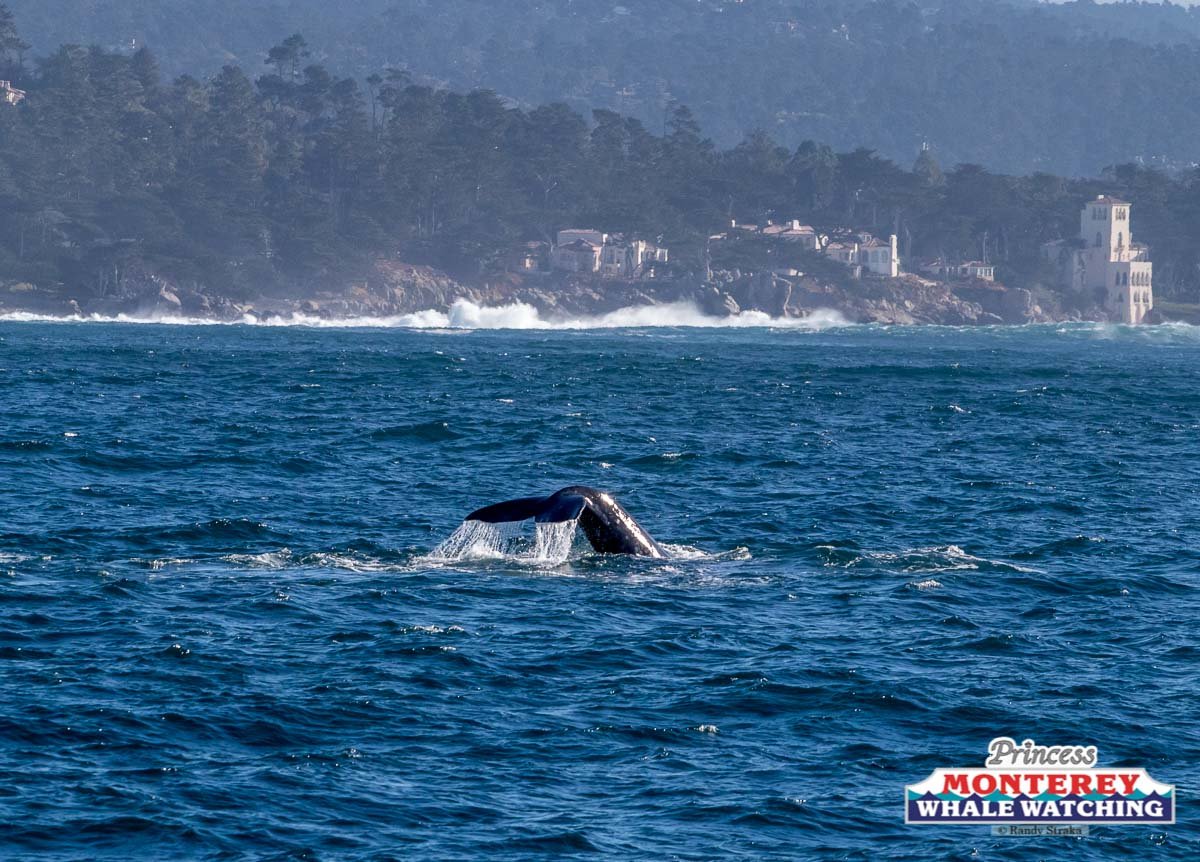 a whale in a large body of water with a mountain in the background