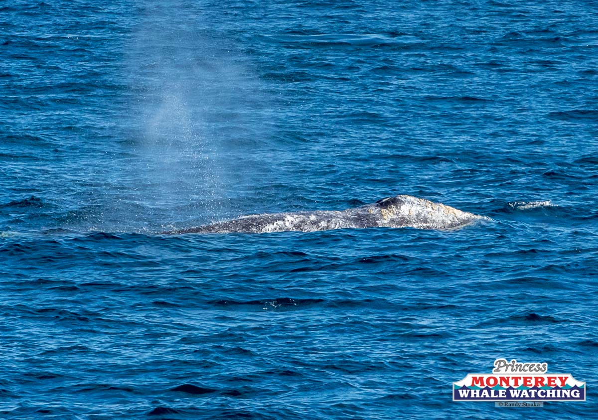 a whale jumping out of the water