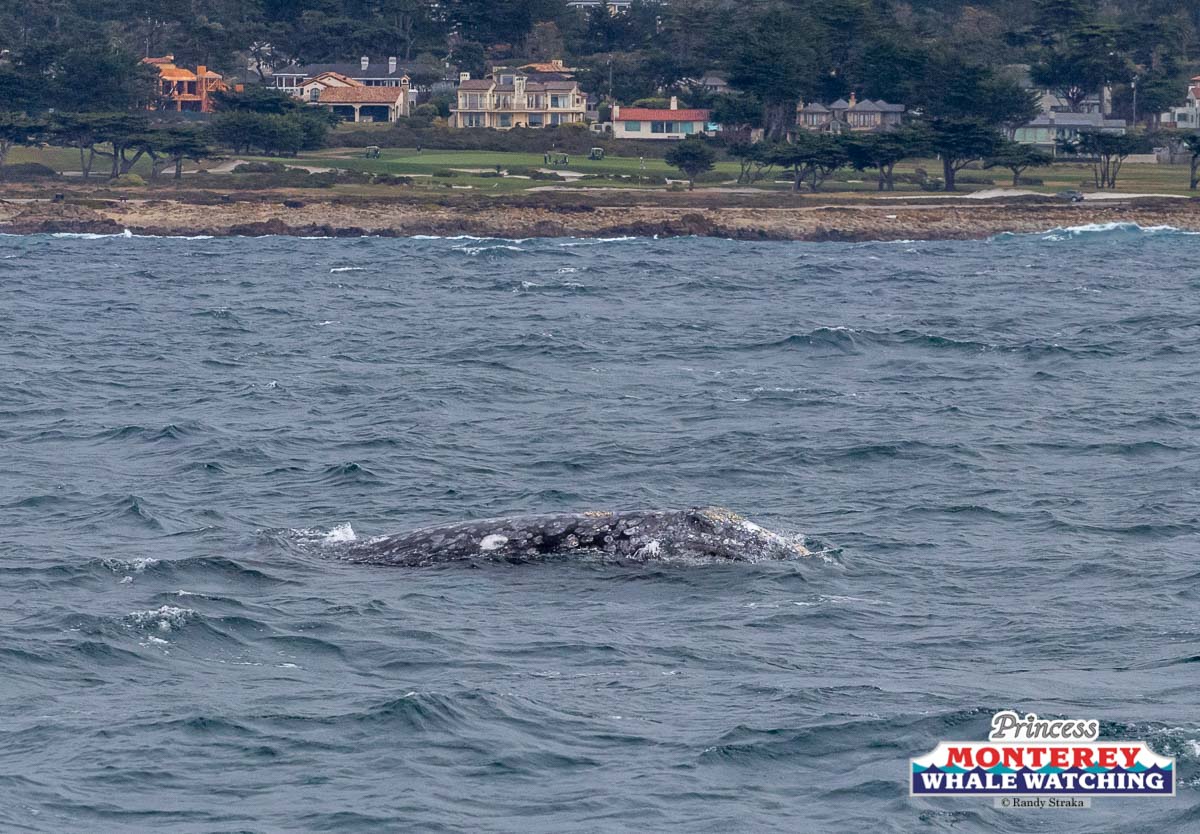 a whale jumping out of the water