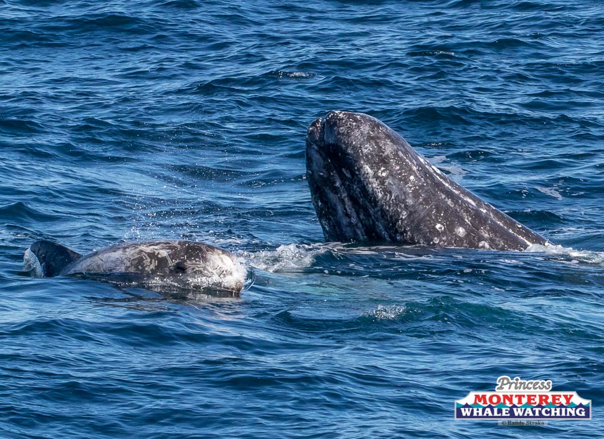 a whale jumping out of the water