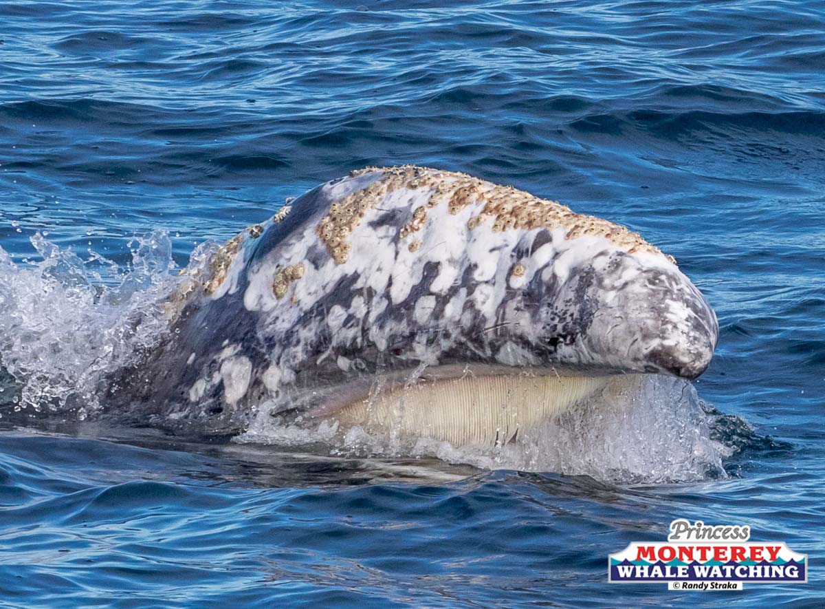 a dog swimming in a body of water