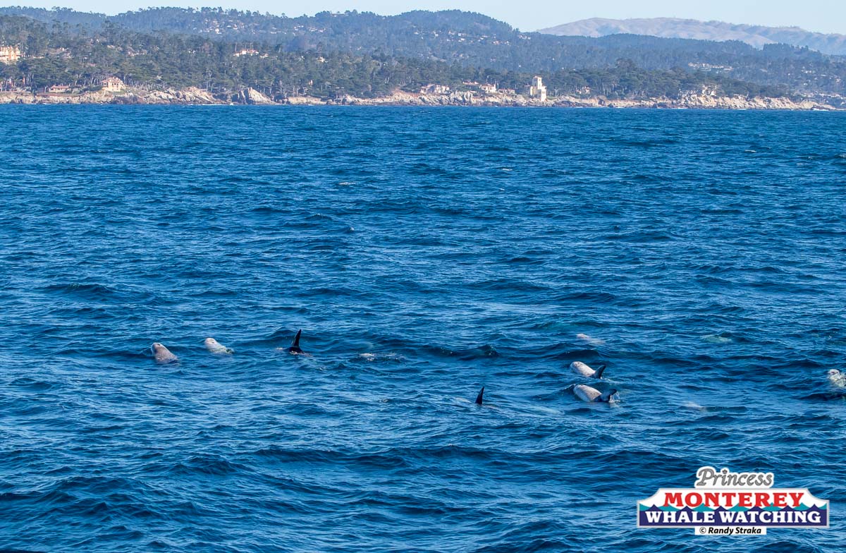 a group of people swimming in a body of water