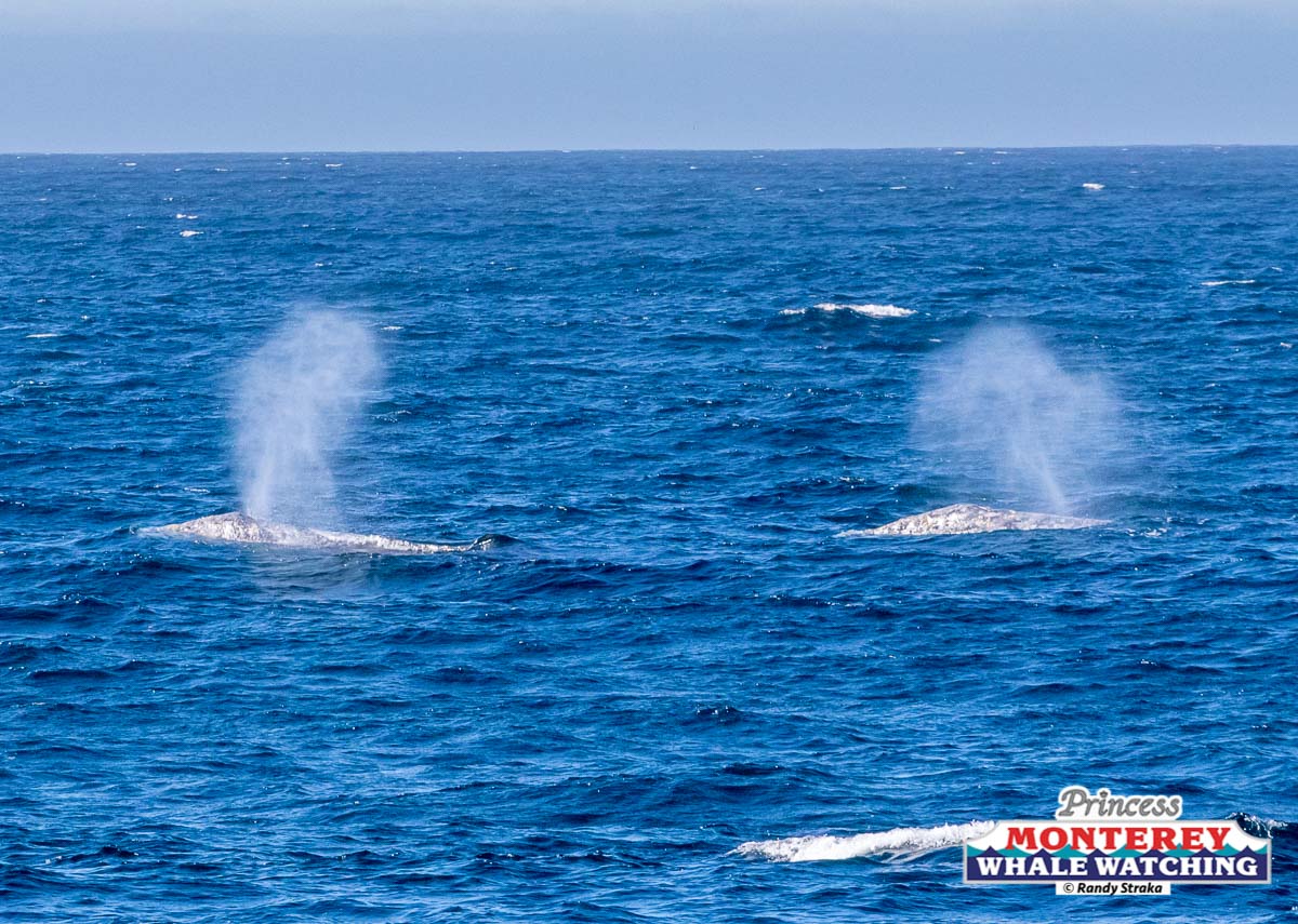 a whale jumping out of the water