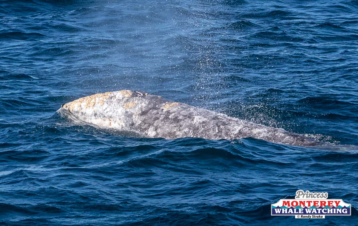 a whale jumping out of the water