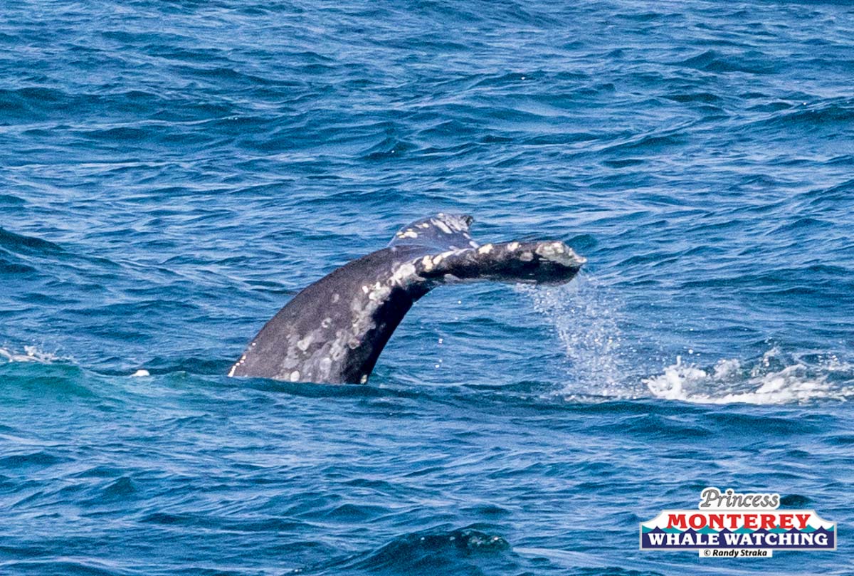 a whale jumping out of the water