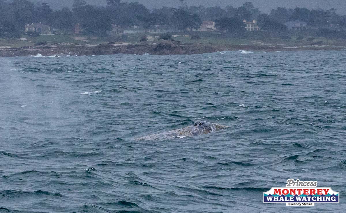 a whale jumping out of the water