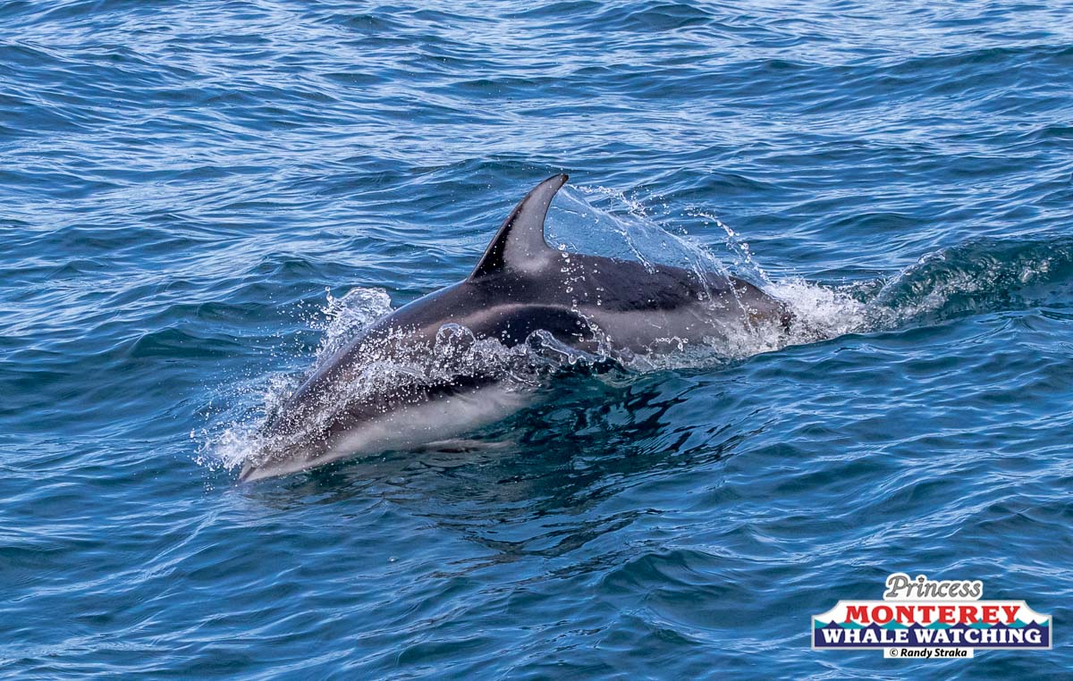 an animal swimming in the water