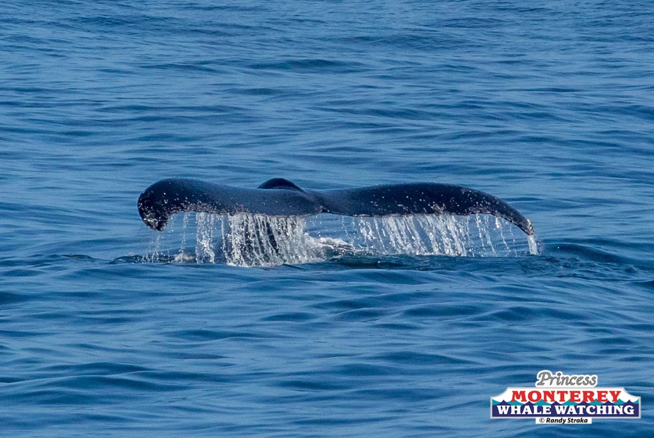 a whale jumping out of the water