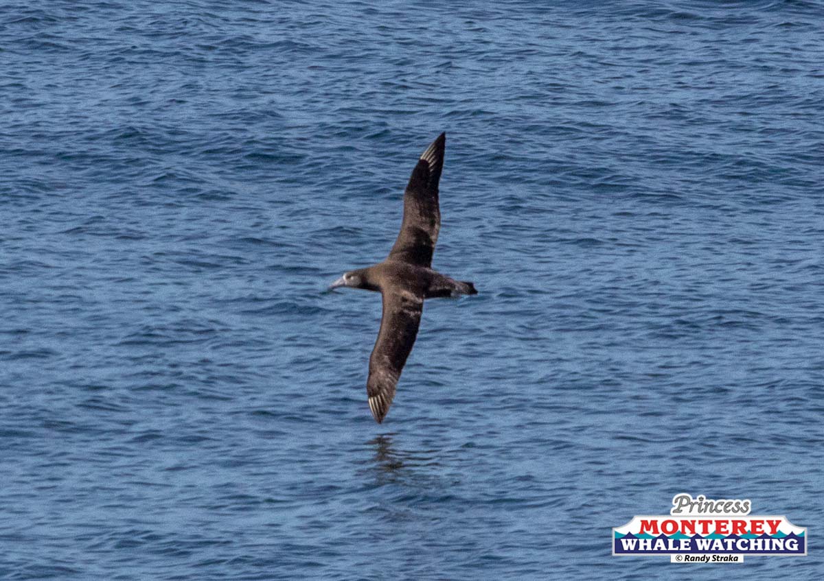 a bird flying over a body of water