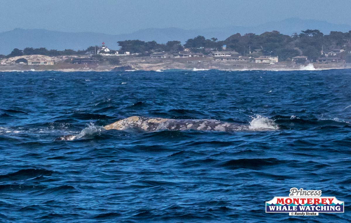 a large body of water