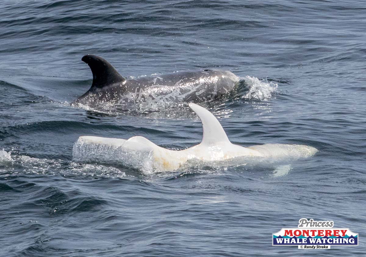 a bird swimming in water next to a body of water