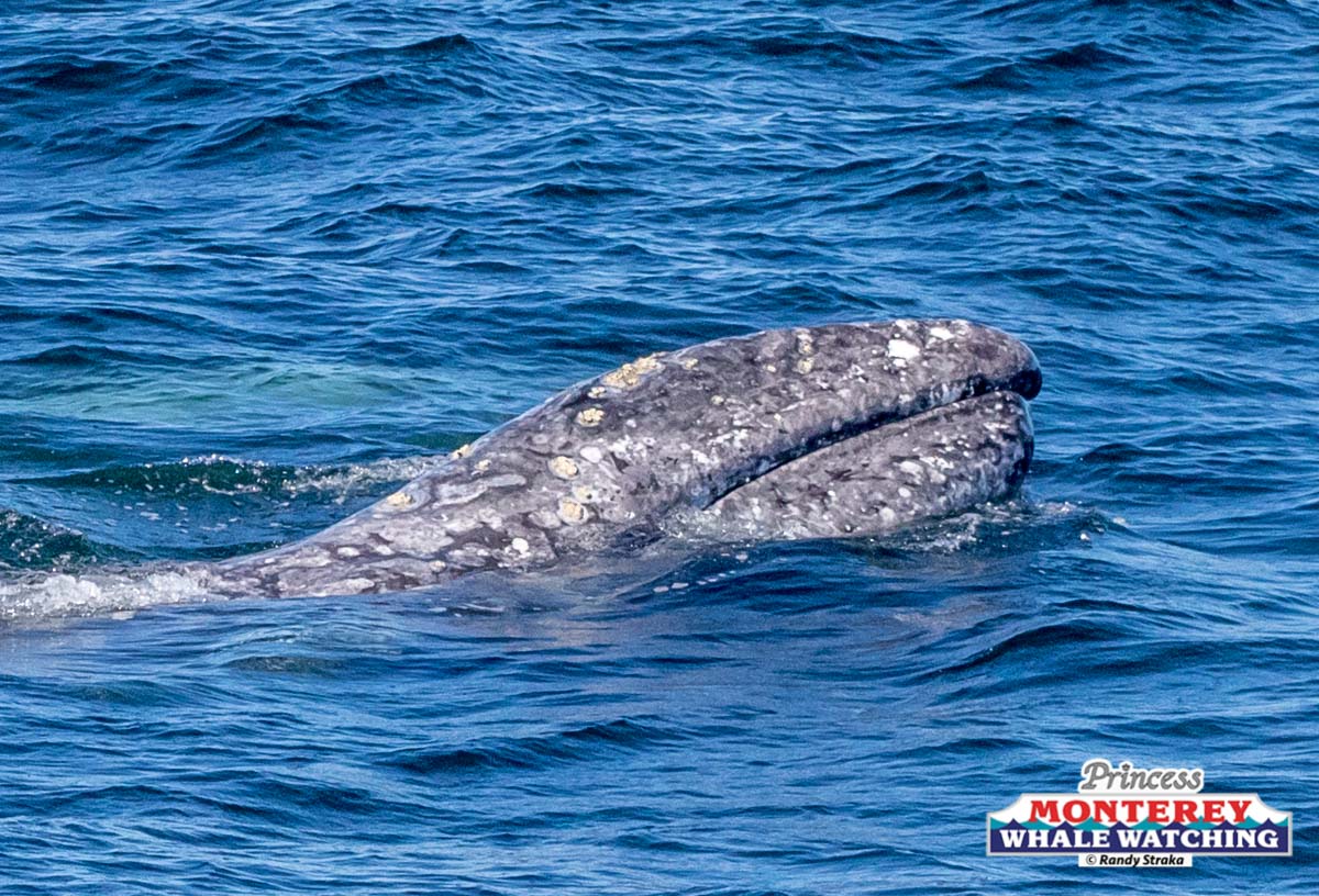 a whale jumping out of the water