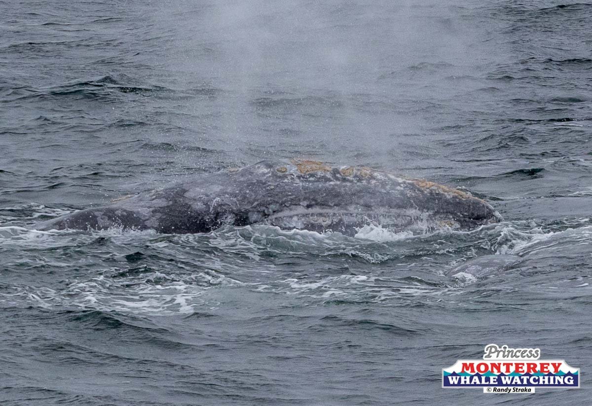 a whale jumping out of the water