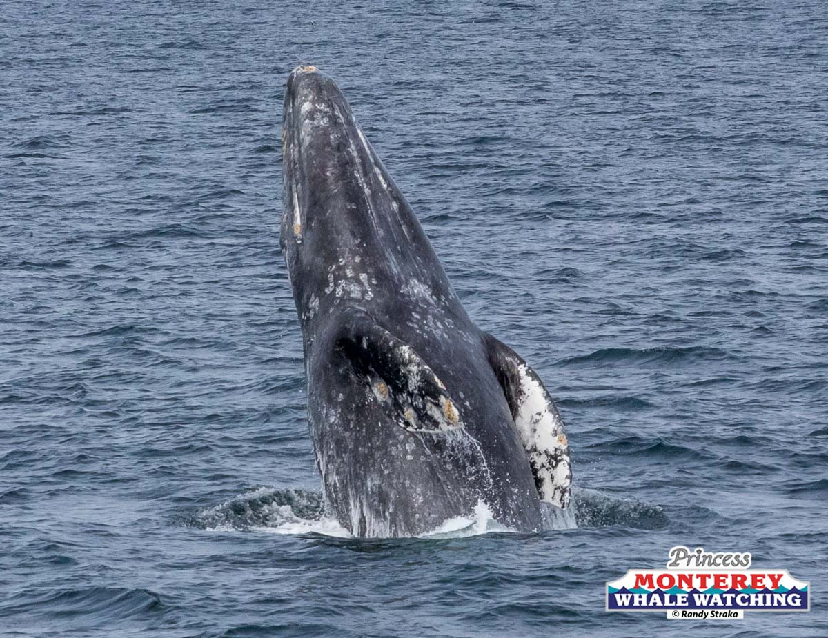 a whale jumping out of the water