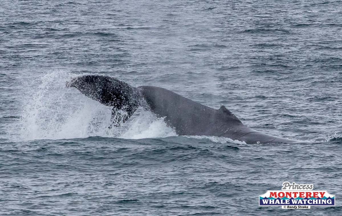 a whale jumping out of the water