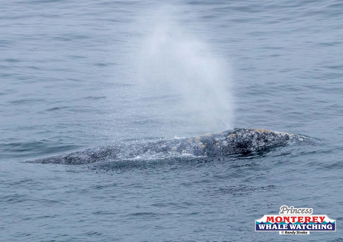 a whale jumping out of the water