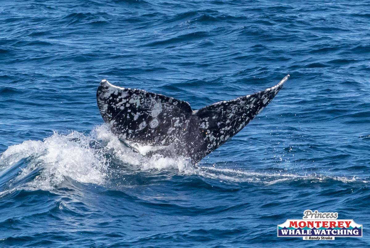 a whale jumping out of the water