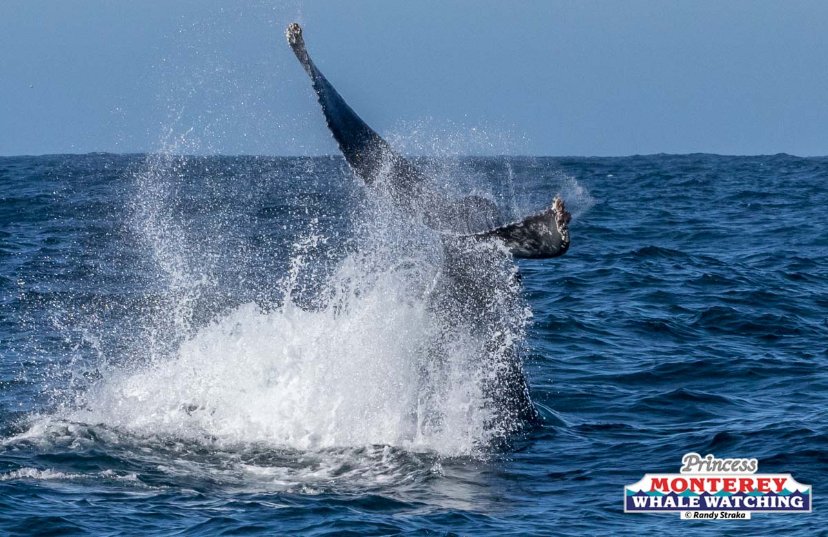 a man flying through the air while riding a wave in the ocean