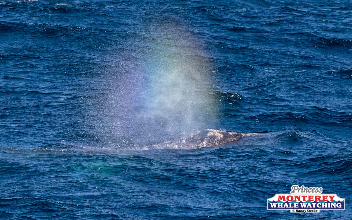 water next to the ocean