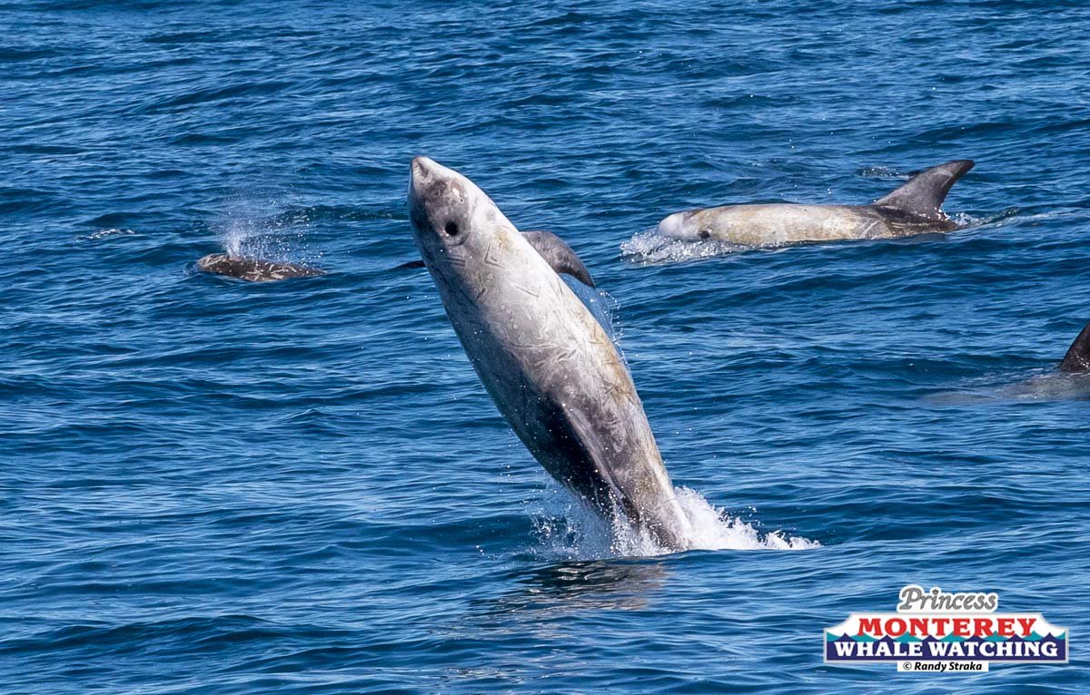 an animal swimming in the water