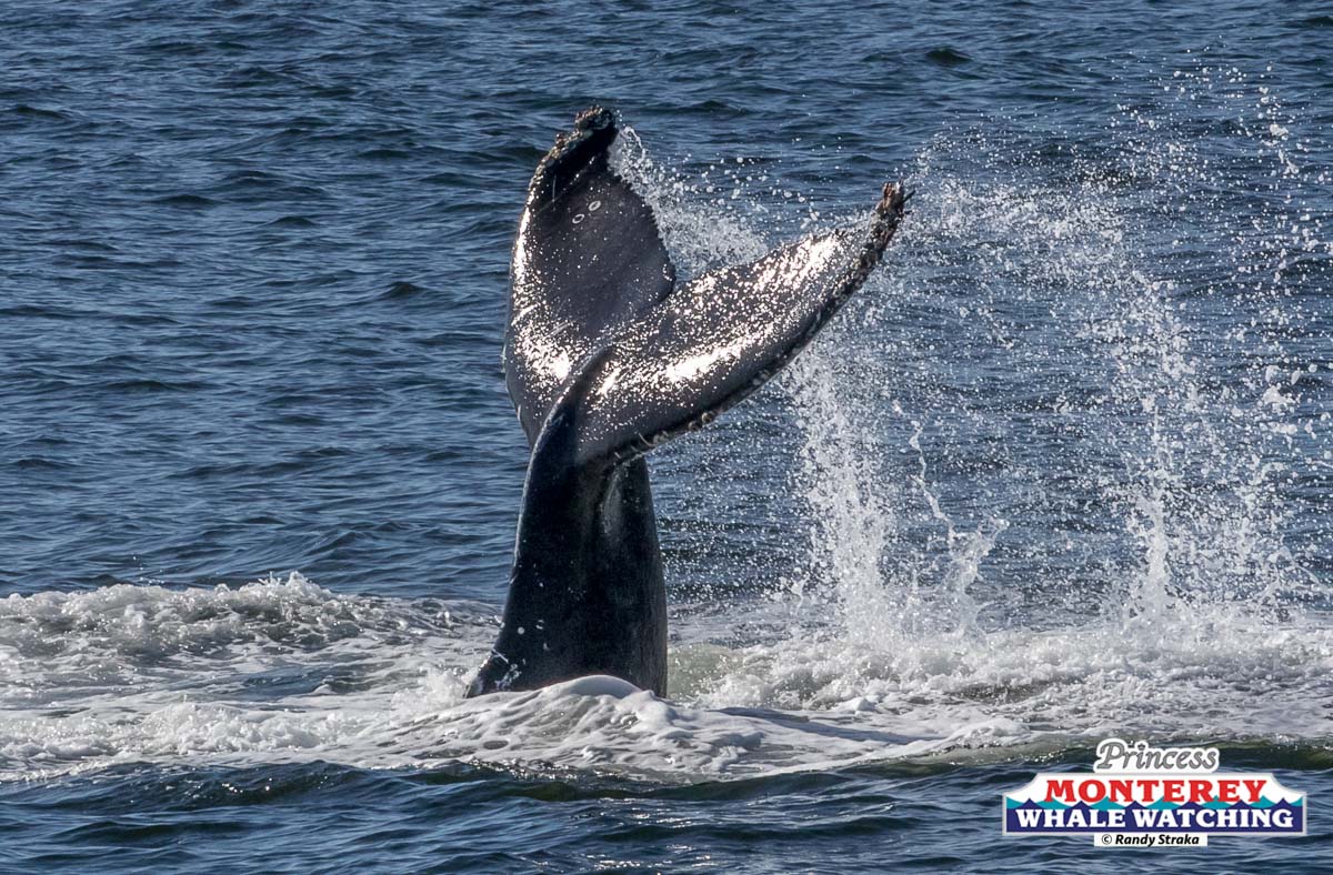 a man flying through the air over a body of water