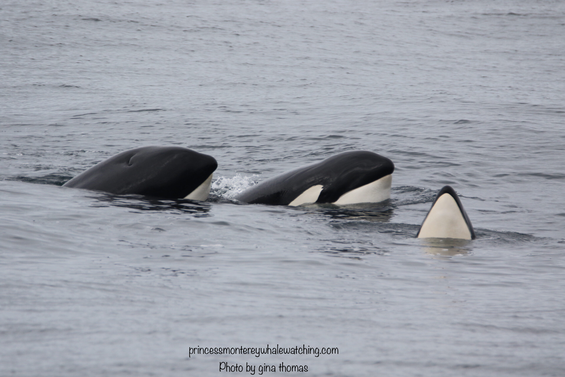 a whale jumping out of the water