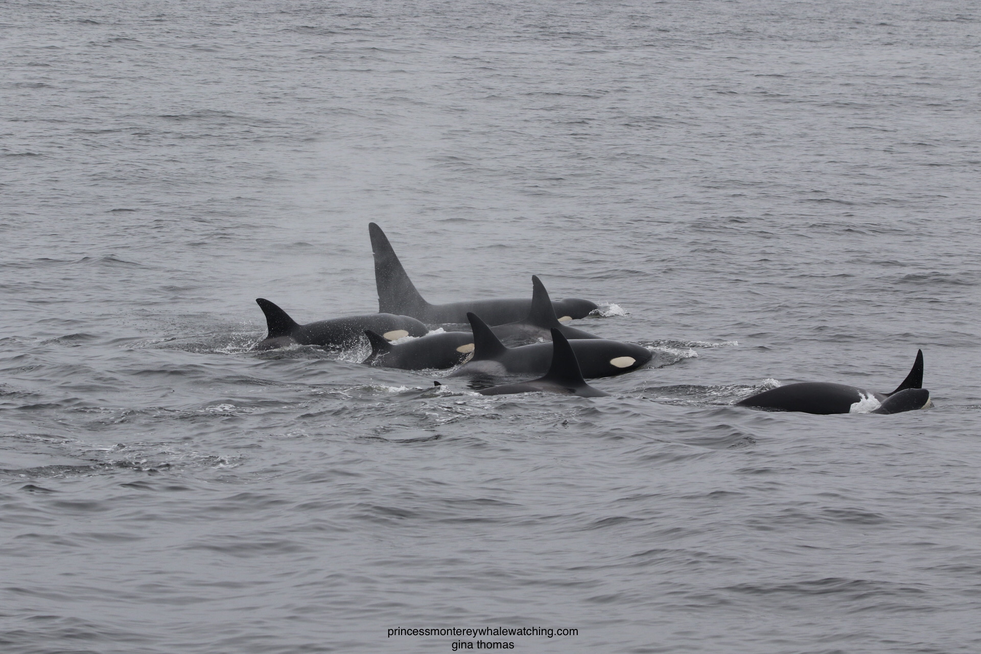 a whale swimming in a body of water