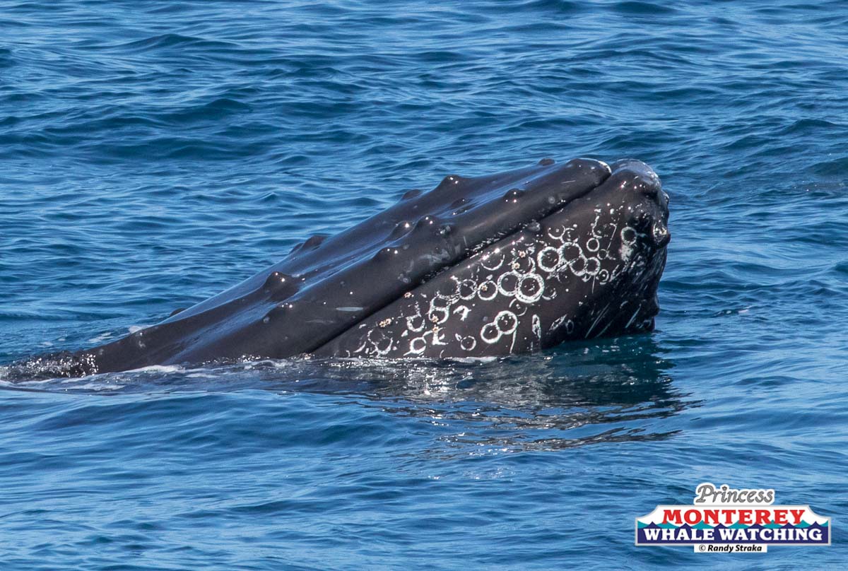 a whale jumping out of the water