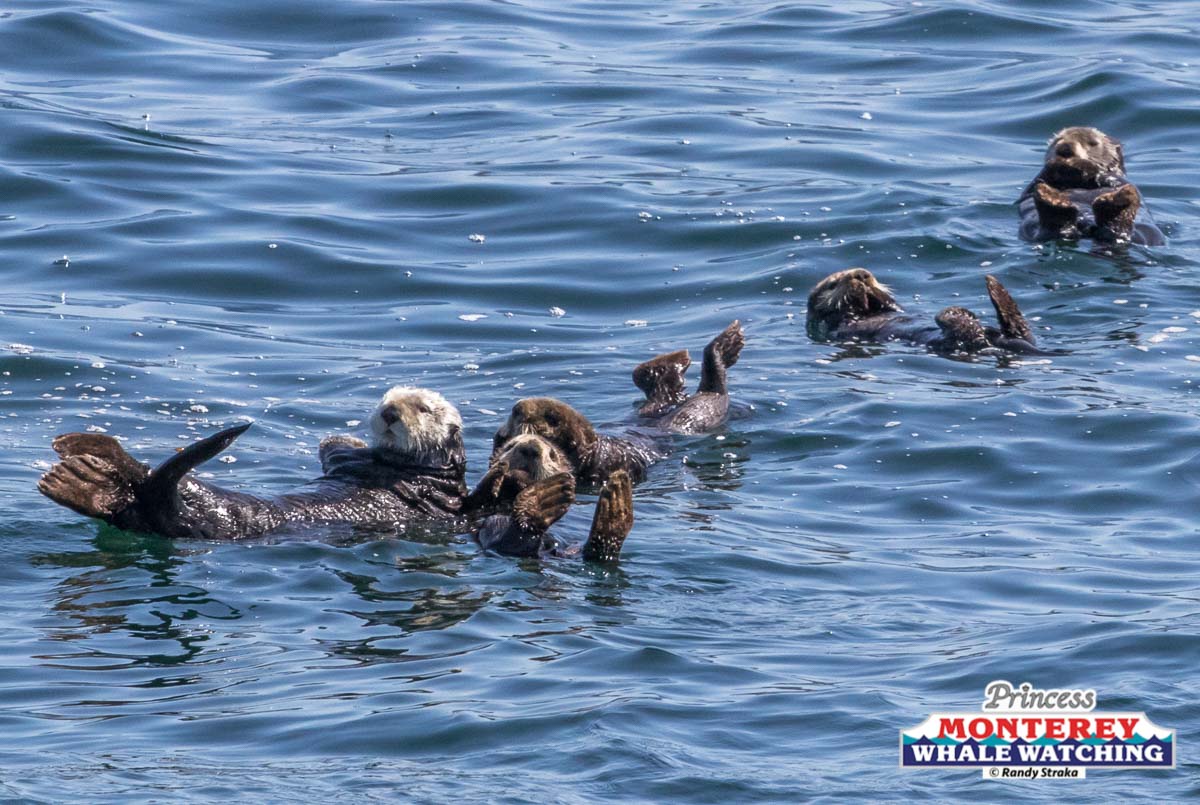 a dog swimming in a body of water