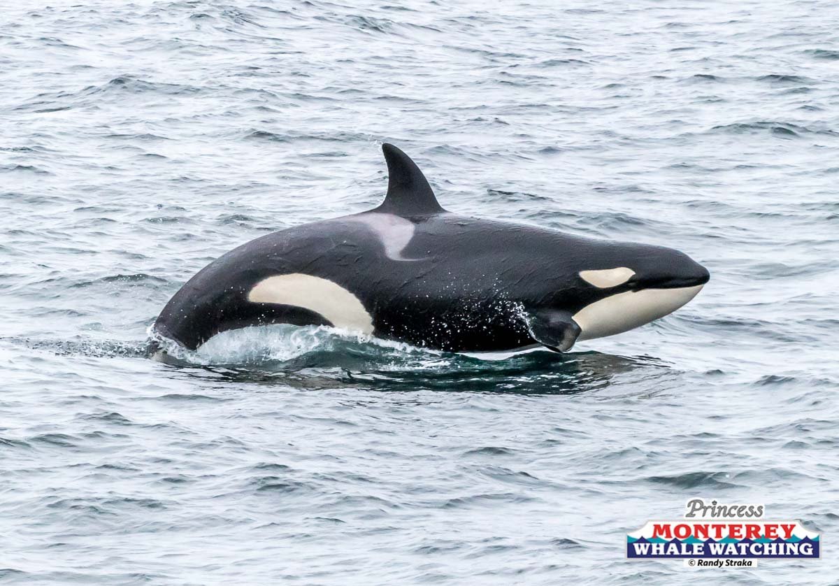 a dolphin jumping out of the water